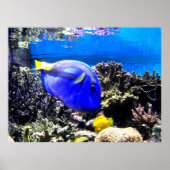 Königsfisch Poster (Vorne)