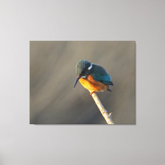Königsfischer Leinwanddruck (Vorderseite)