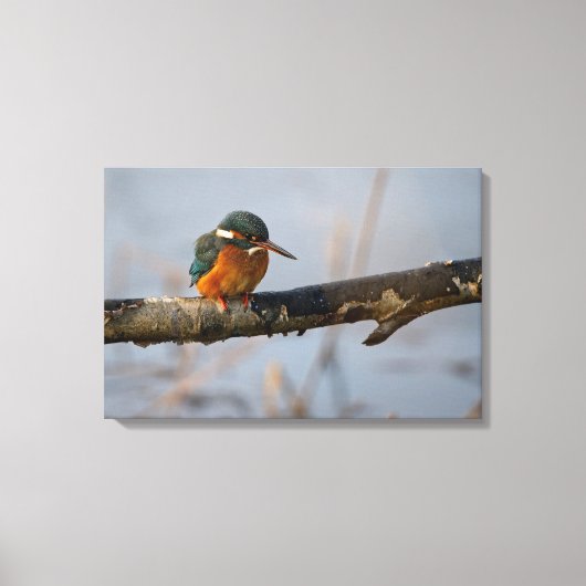 Königsfischer Leinwanddruck (Vorderseite)