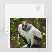 Königsgeier Postkarte (Vorne/Hinten)
