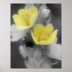 Königskerzenblüte mit Käfer Teilweise Farbe Poster