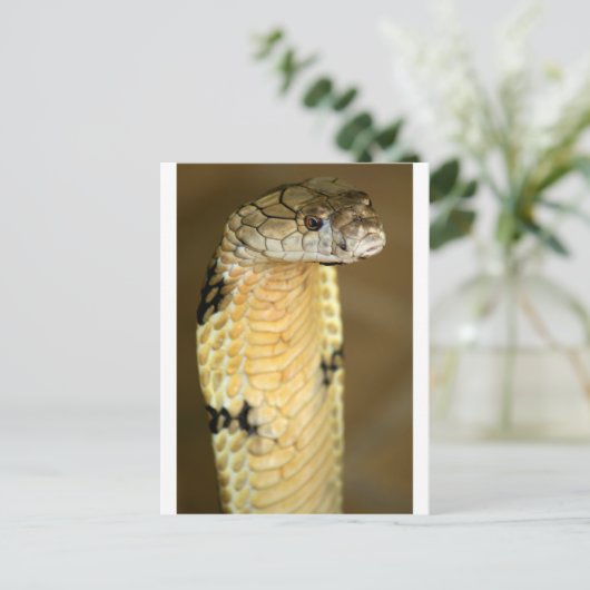 Königskobra Postkarte (Stehend Vorderseite)