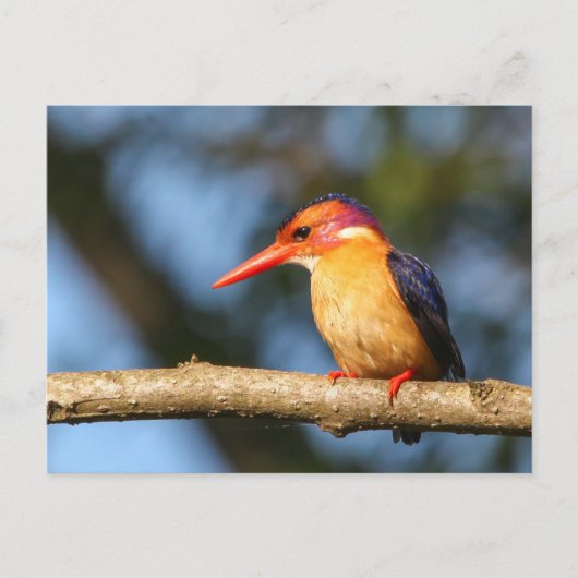 Königspalast Postkarte (Vorderseite)