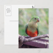 Königspapagei Postkarte (Vorne/Hinten)