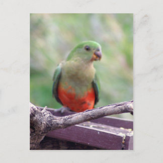 Königspapagei Postkarte