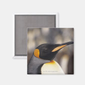 Königspinguin (Aptenodytes patagonicus) Magnet (Vorderseite/Rückseite)
