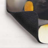 Königspinguin (Aptenodytes patagonicus) Mousepad (Ecke)