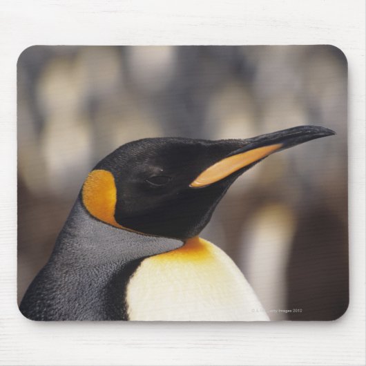 Königspinguin (Aptenodytes patagonicus) Mousepad (Vorne)