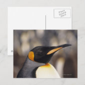 Königspinguin (Aptenodytes patagonicus) Postkarte (Vorne/Hinten)
