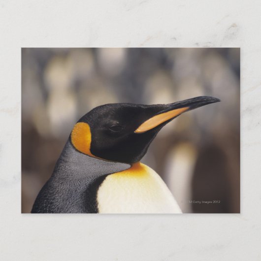 Königspinguin (Aptenodytes patagonicus) Postkarte (Vorderseite)