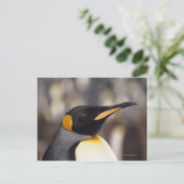 Königspinguin (Aptenodytes patagonicus) Postkarte (Stehend Vorderseite)