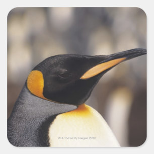 Königspinguin (Aptenodytes patagonicus) Quadratischer Aufkleber