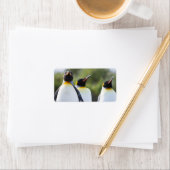 Königspinguine Adressaufkleber (Insitu)