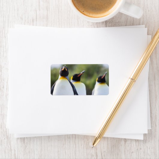 Königspinguine Adressaufkleber (Insitu)