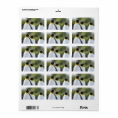 Königspinguine Adressaufkleber (Vorne)