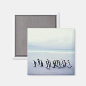 Königspinguine (Aptenodytes patagonicus) Magnet (Vorderseite/Rückseite)