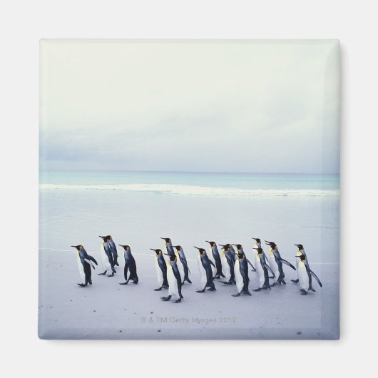 Königspinguine (Aptenodytes patagonicus) Magnet (Vorne)