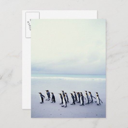Königspinguine (Aptenodytes patagonicus) Postkarte (Vorne/Hinten)