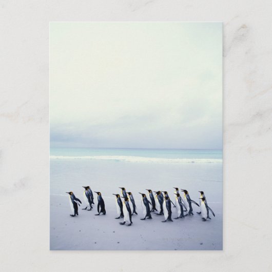 Königspinguine (Aptenodytes patagonicus) Postkarte (Vorderseite)