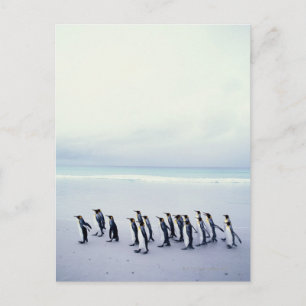 Königspinguine (Aptenodytes patagonicus) Postkarte