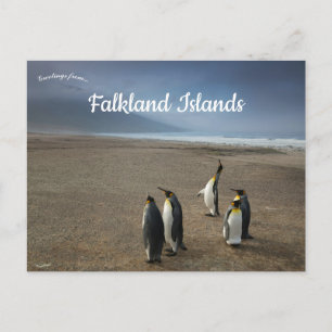 Königspinguine auf den Falklandinseln Postkarte