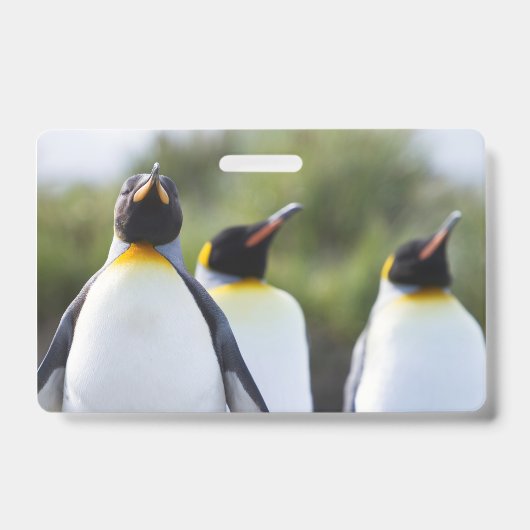 Königspinguine Ausweis (Vorderseite)
