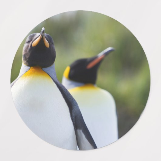 Königspinguine Etiketten (Design 2)