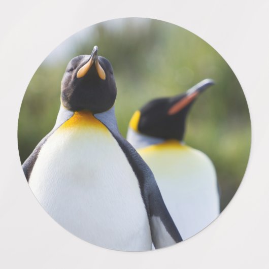 Königspinguine Etiketten (Design 1)