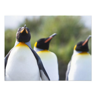Königspinguine Fotodruck