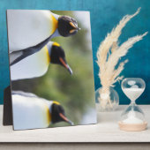 Königspinguine Fotoplatte (Seite)