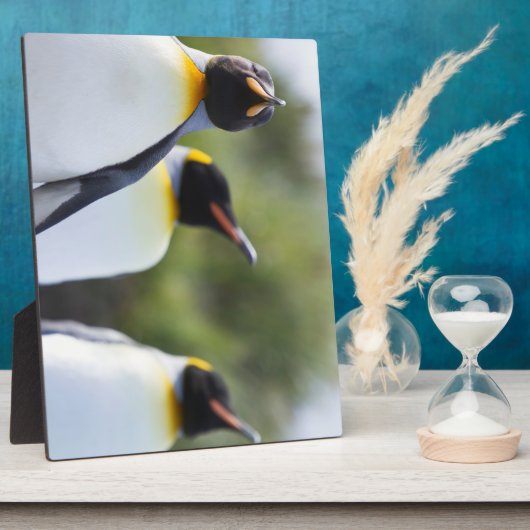 Königspinguine Fotoplatte (Seite)