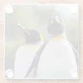 Königspinguine Glasuntersetzer (Rückseite)