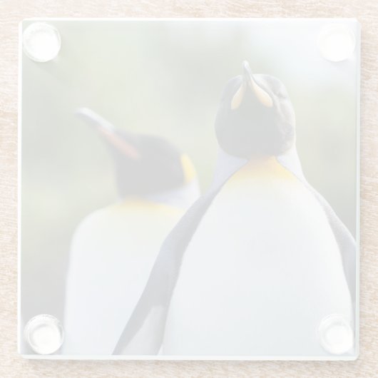 Königspinguine Glasuntersetzer (Rückseite)