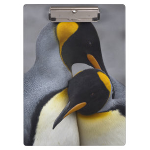 Königspinguine in Liebes-Clipboard Klemmbrett