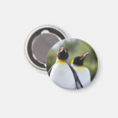 Königspinguine Magnet (Vorderseite/Rückseite)