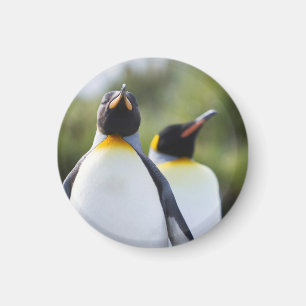 Königspinguine Magnet