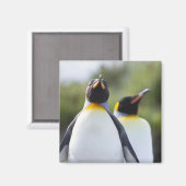 Königspinguine Magnet (Vorderseite/Rückseite)