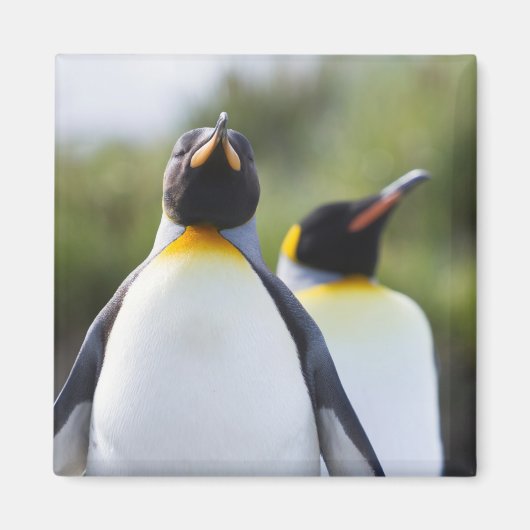 Königspinguine Magnet (Vorne)