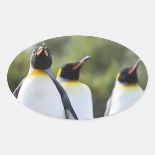 Königspinguine Ovaler Aufkleber (Vorderseite)