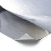 Königspinguine Poster (Ecke)