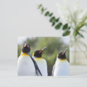Königspinguine Postkarte (Stehend Vorderseite)