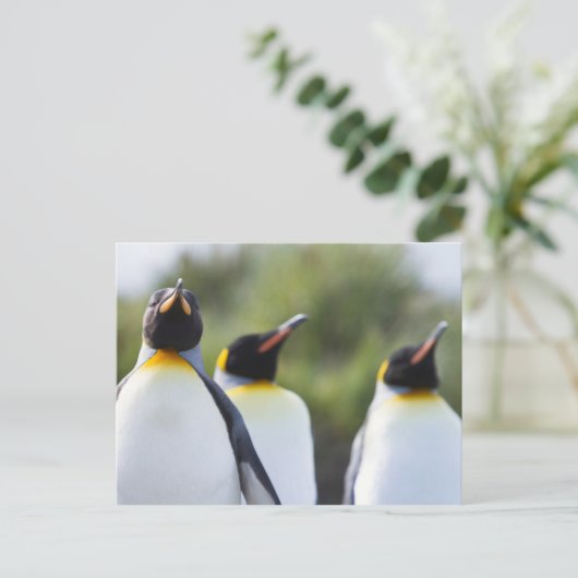 Königspinguine Postkarte (Stehend Vorderseite)