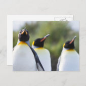 Königspinguine Postkarte (Vorne/Hinten)
