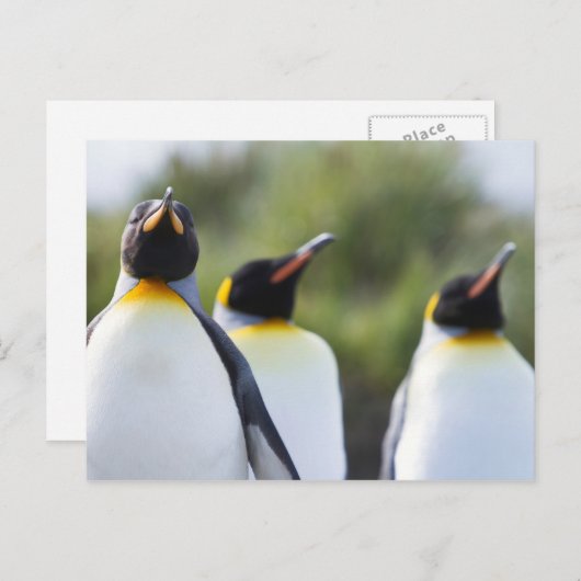 Königspinguine Postkarte (Vorne/Hinten)