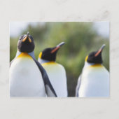 Königspinguine Postkarte (Vorderseite)
