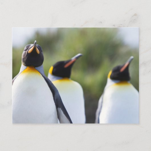 Königspinguine Postkarte (Vorderseite)