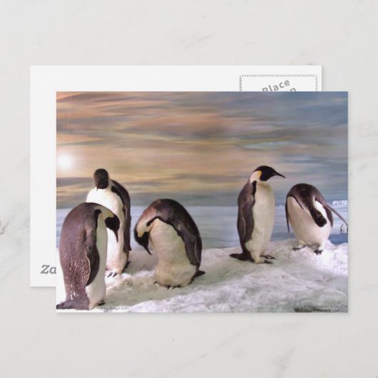 Königspinguine Postkarte (Vorne/Hinten)