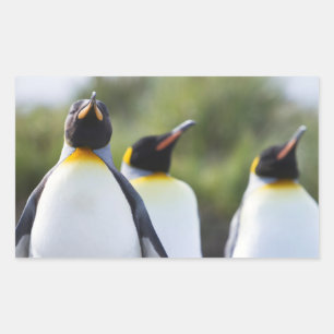 Königspinguine Rechteckiger Aufkleber
