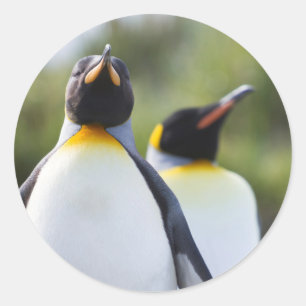 Königspinguine Runder Aufkleber