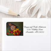 Königsschmetterling auf tropischen Milchkraut (Insitu)